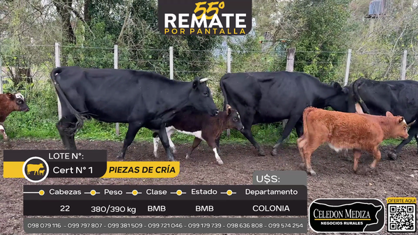 Lote 22 Piezas de cría en Miguelete, Colonia