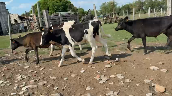 Lote TERNEROS