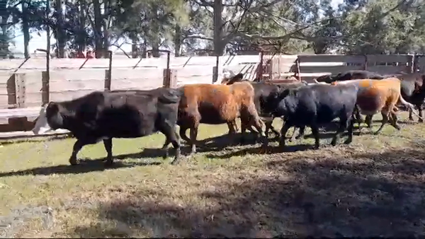 Lote 10 Vaquillonas preñadas ANGUS/ HEREFORD en OMBUES DE LAVALLE