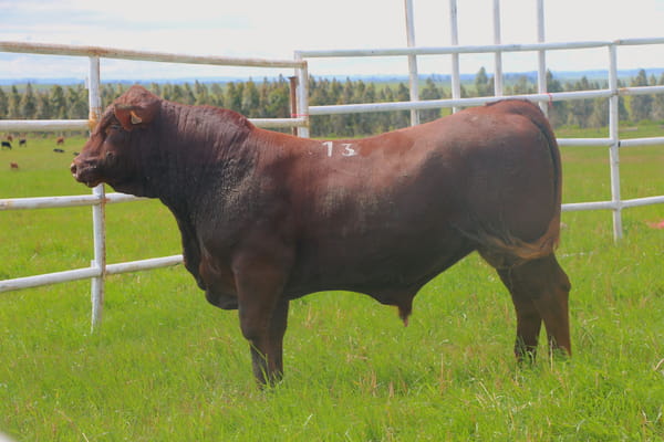 Lote Toros, Tacuarembó
