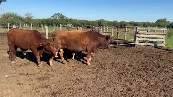 Lote 3 Toros