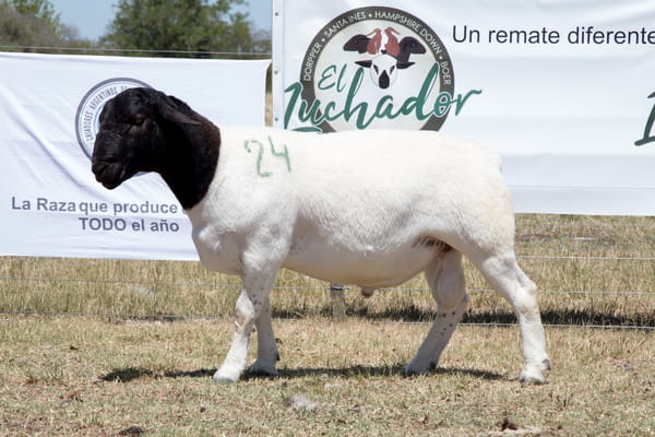 Lote OVINO DORPER MACHO PPC