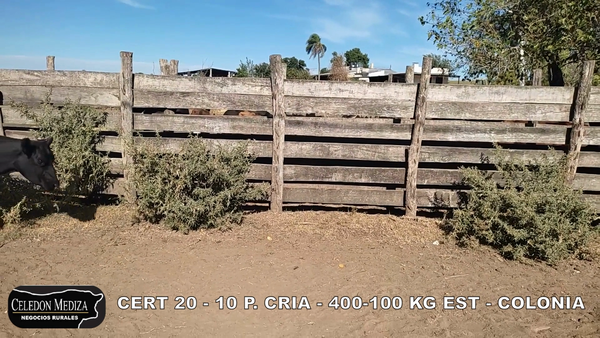 Lote 10 Piezas de cría en Colonia
