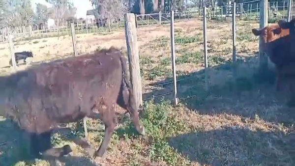 Lote 48 Terneras