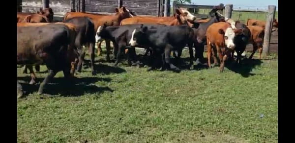 Lote 27 Terneros/as en Villaguay, Entre Ríos