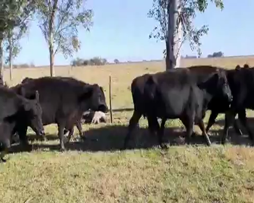 Lote 31 Vacas PREÑADAS medio uso en Tapalqué, Buenos Aires