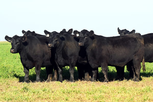 Lote VAQUILLONAS MaS PREÑADAS MAGDALAUQUEN