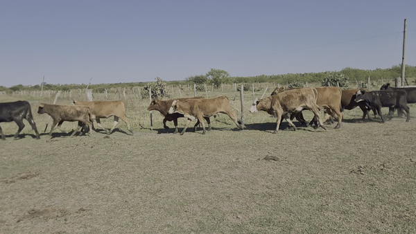 Lote 15 Terneras en Santa Fe, Reconquista