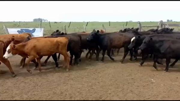 Lote 80 Terneros/as en San Salvador, Entre Ríos