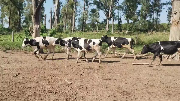 Lote 42 NOVILLITOS HOLANDO ARGENTINO EN PORTEÑA, CORDOBA