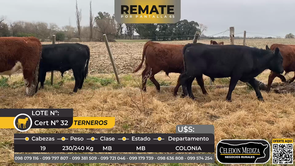 Lote 19 Terneros en La Horqueta, Colonia