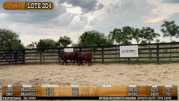 Lote LOTE 204 - PANTALLA