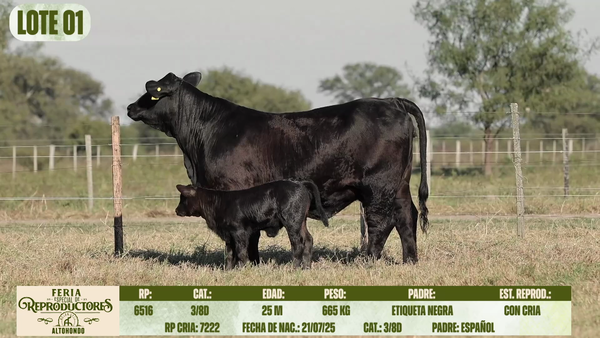 Lote LOTE 1