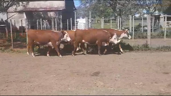 Lote 5 Terneras HEREFORD en OMBUES DE LAVALLE