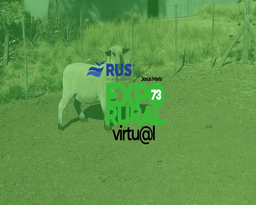 Lote BORREGA HAMPSHIRE DOWN