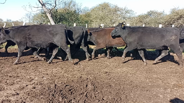 Lote 38 Vacas de invernar