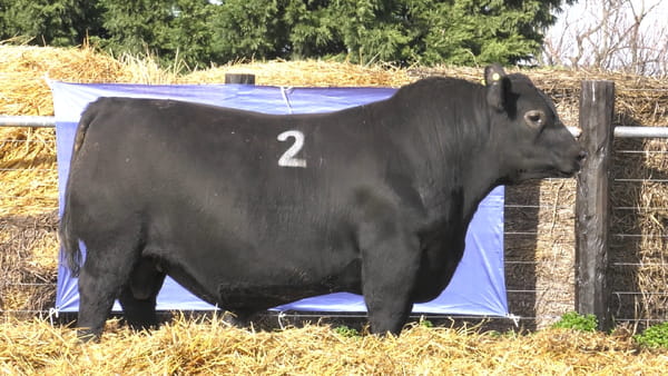 2 -  40062N — TOROS ANGUS PURO CONTROLADO