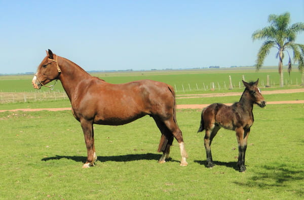 Lote Criollos da Fronteira Cañada Anhlada
