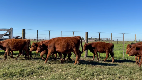 Lote 52 Terneros/as en Buenos Aires, 9 de Julio