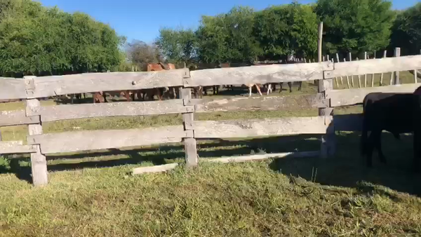 Lote 13 Terneros de El Canutillo