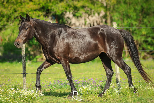 Lote SA Chicuela Dichosa