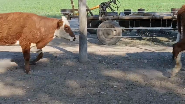 Lote 15 Vaq y Vacas Hereford p/invernar en San Pedro, Córdoba