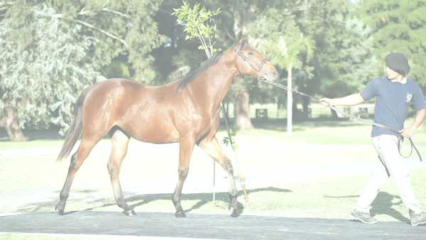 Lote BENJI BLUES (LE BLUES -  EMBROMA  por Lizard Island)