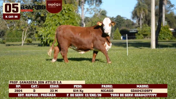 Lote LOTE 5