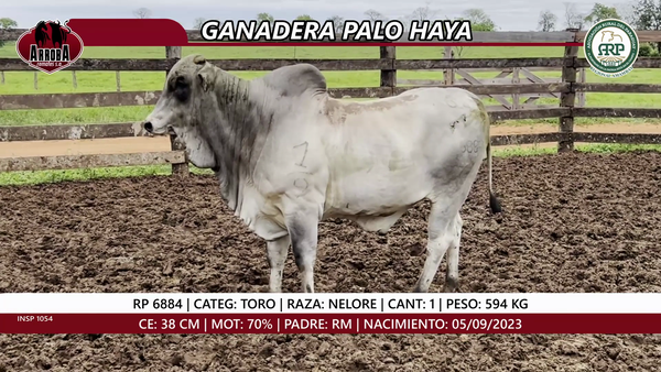 Lote TORO