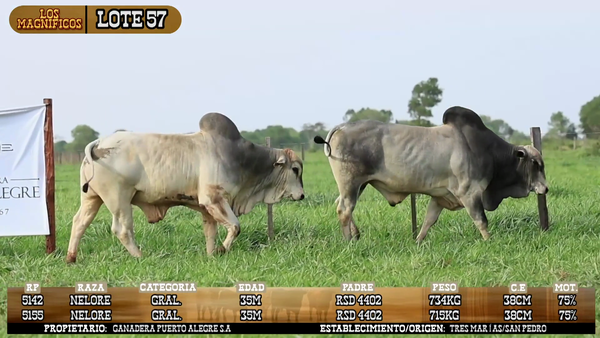 Lote LOTE 57