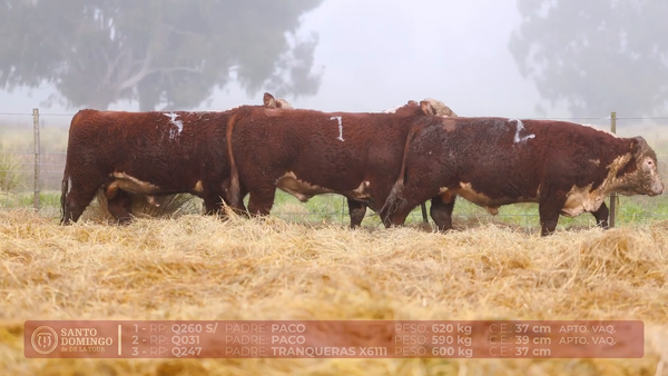 Lote ORDEN 17 TOROS DE LOTES