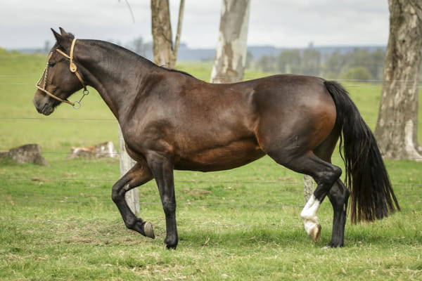 Lote KE LENDA DE LA COLINA R.P 222