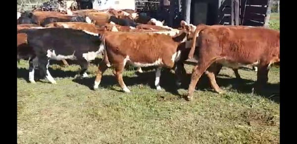 Lote 120 Terneros/as en Villaguay, Entre Ríos