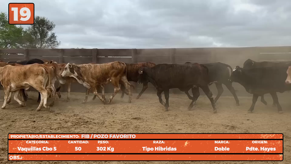 Lote LOTE 19