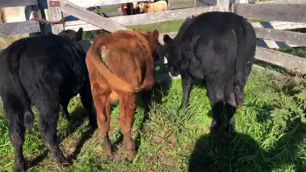 Lote 3 Terneros Angus en Paso del Rey