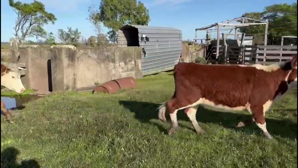 Lote VACAS PREÑADAS