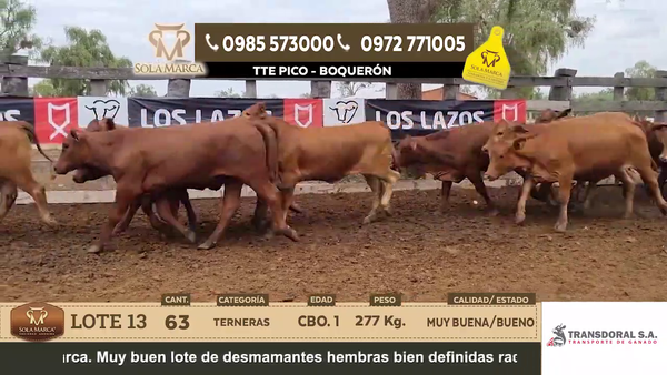 Lote Lote 13