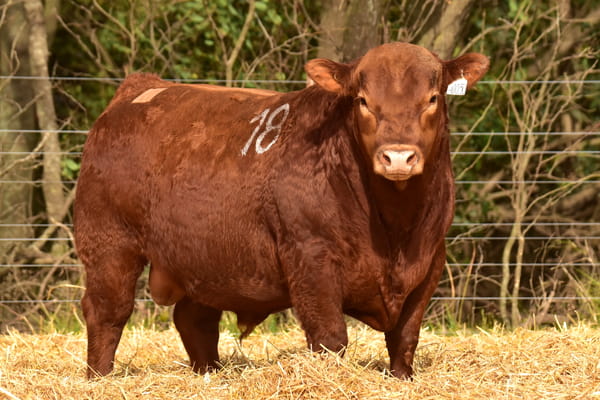 40030 — TOROS ANGUS PC