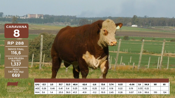 Lote Caravana 8 "E. Von Metzen Finkelde"