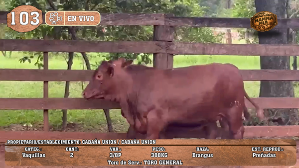 Lote LOTE 103 -EN VIVO