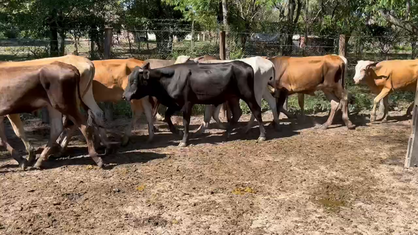 Lote 220 Terneros en Misión San Fco., Formosa