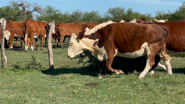 Lote 30 Vacas medio uso C/ gtia de preñez en Corrientes, Curuzu Cuatia