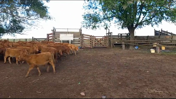 Lote 100 Terneros/as en Pehuajó, Buenos Aires