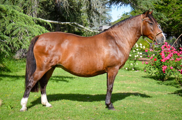 Lote QUELÉN CHICHARRA II
