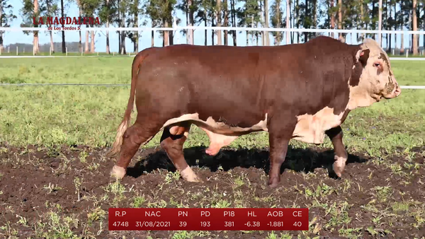 Lote Brete 6 - Braford