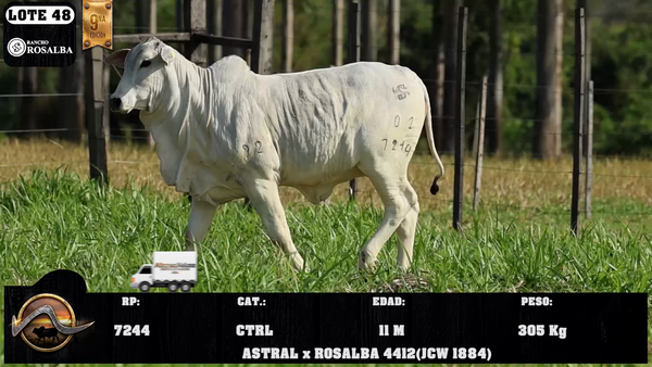 Lote LOTE 48
