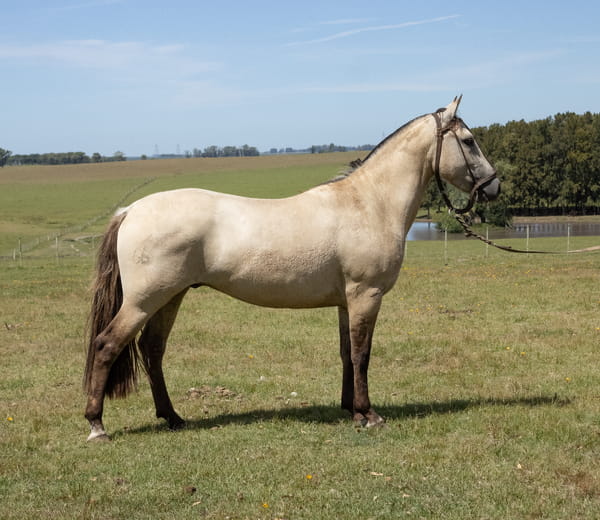 Lote INCHALÁ INFIEL