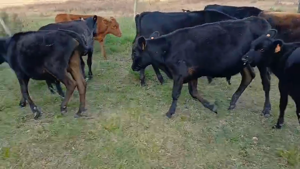 Lote 9 Terneros sobre año de Gabriel De Benedetti