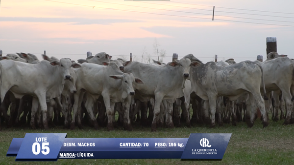 Lote Lote 5