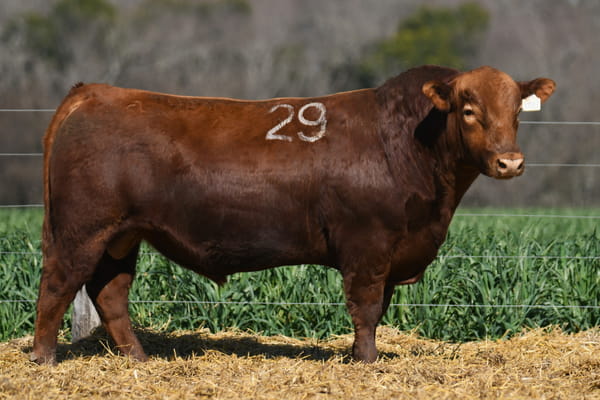 Lote TORO ANGUS PC
